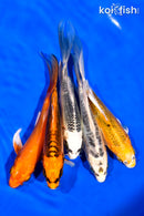 PACK OF (5) 5-6" BUTTERFLY KOI