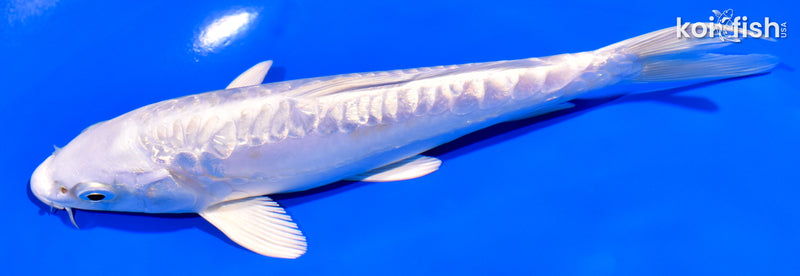 6.5" GINRIN ARAGOKE PLATINUM OGON