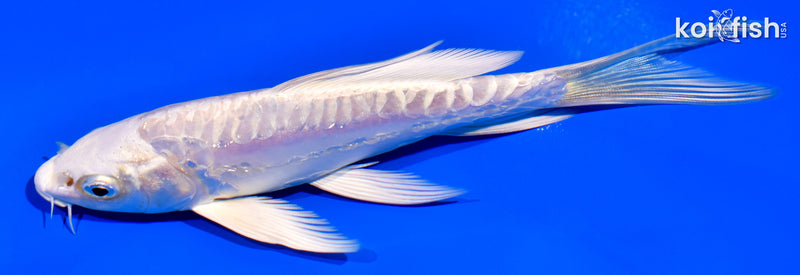 5.75" ARAGOKE PLATINUM OGON BUTTERFLY
