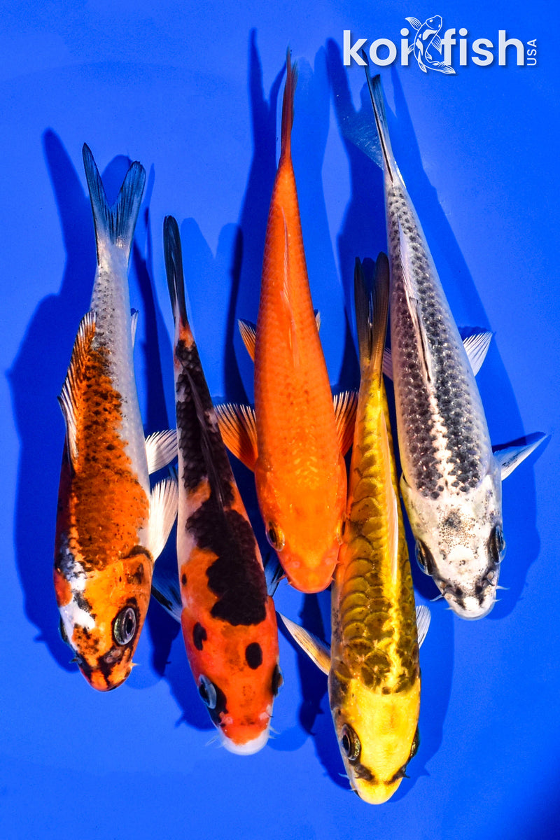 PACK OF (5) 4-5" STANDARD KOI