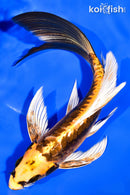 8.25" KIN KIKOKURYU BUTTERFLY