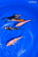 PACK OF (5) 4-4.5" STANDARD KOI