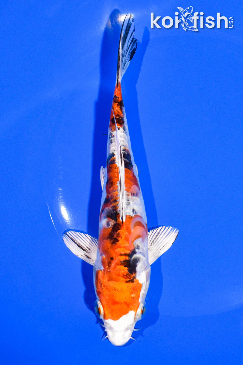 6.5" HEISEI NISHIKI