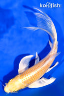 7.5" YAMABUKI OGON BUTTERFLY