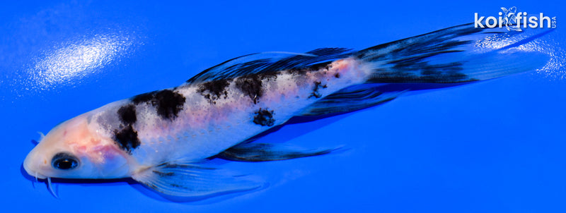 5" SHIRO BEKKO BUTTERFLY