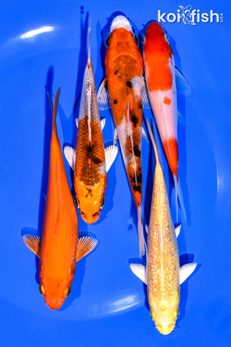 PACK OF (5) 4-5" STANDARD KOI