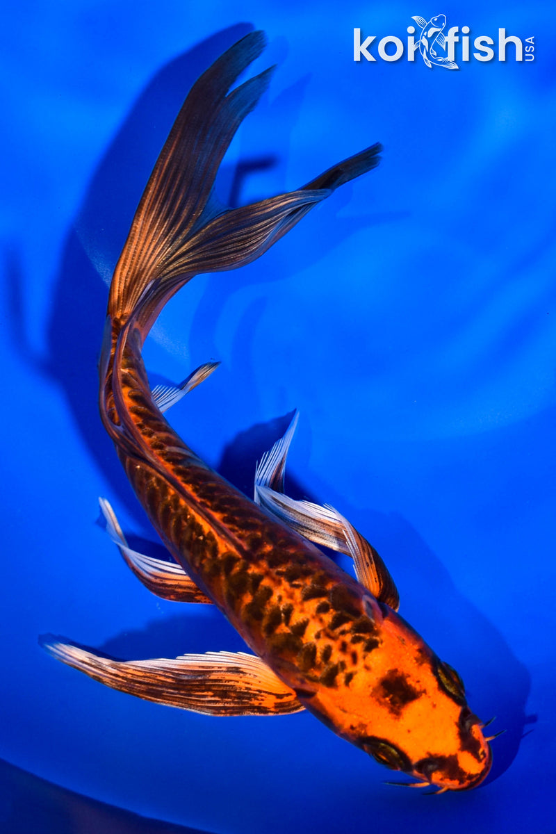 7.5" DOITSU ORENJI MATSUBA BUTTERFLY