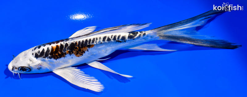 6.75" BENI KIKOKURYU BUTTERFLY