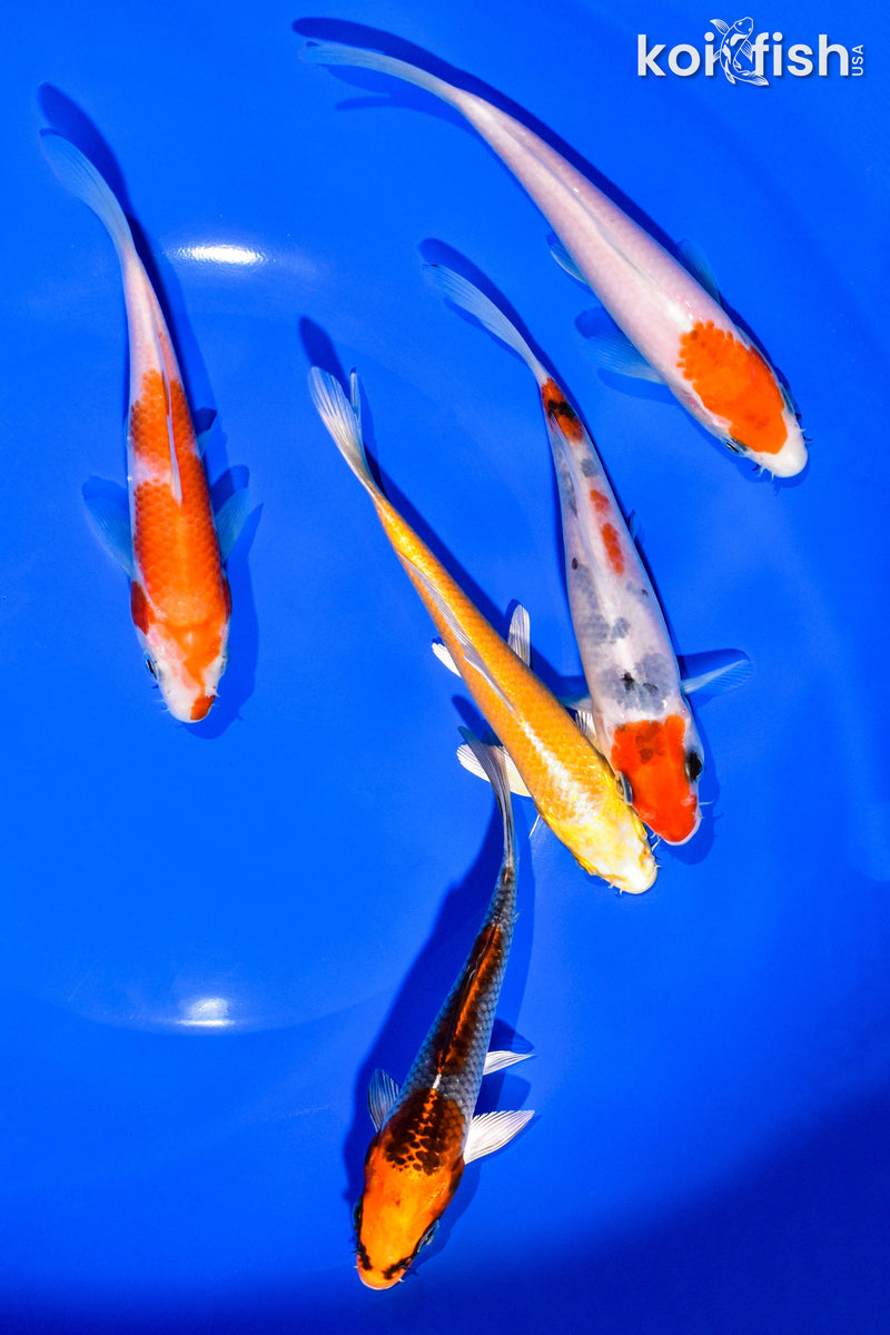 PACK OF (5) 5-6" STANDARD KOI