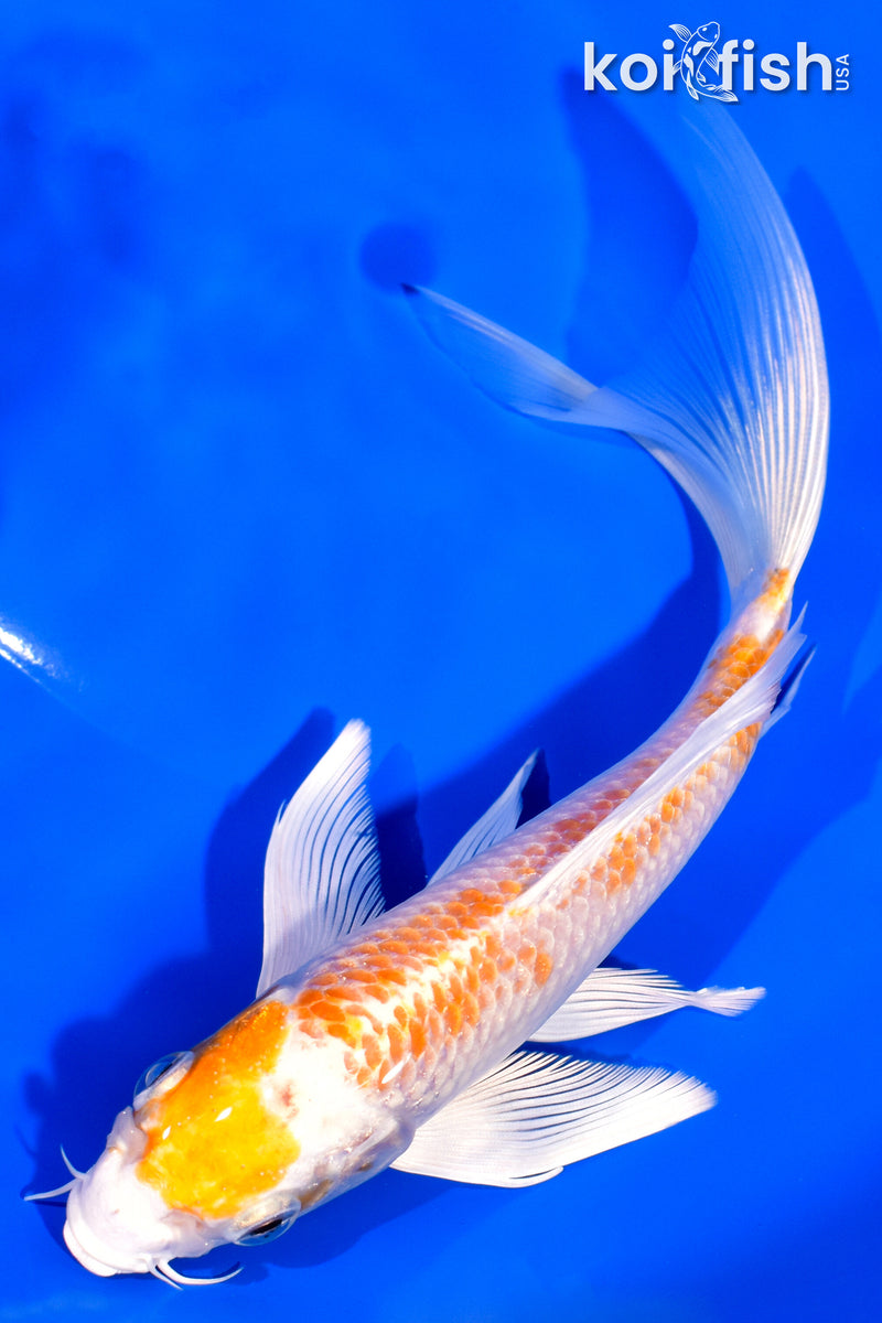 7" HARIWAKE BUTTERFLY