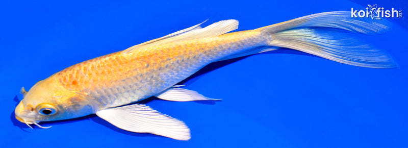 6.75" YAMABUKI OGON BUTTERFLY