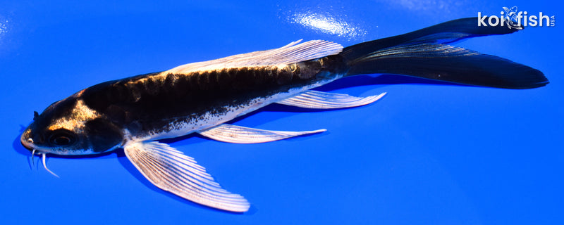 5.75" KABUTO BUTTERFLY