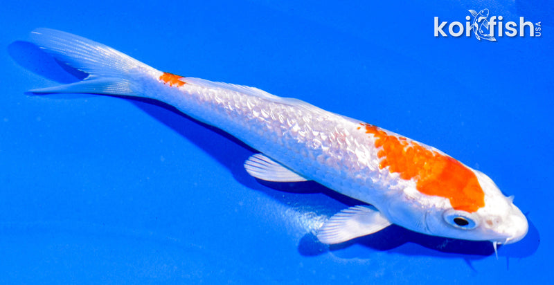 5" GINRIN HARIWAKE