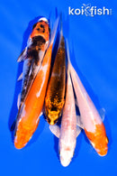 PACK OF (5) 3-4" MIXED STANDARD KOI