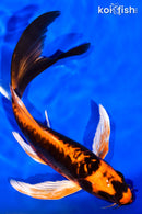 7.5" ARAGOKE BENI KIKOKURYU BUTTERFLY