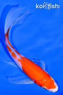 5.25" KOHAKU BUTTERFLY