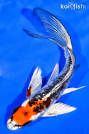 6.75" BENI KIKOKURYU BUTTERFLY