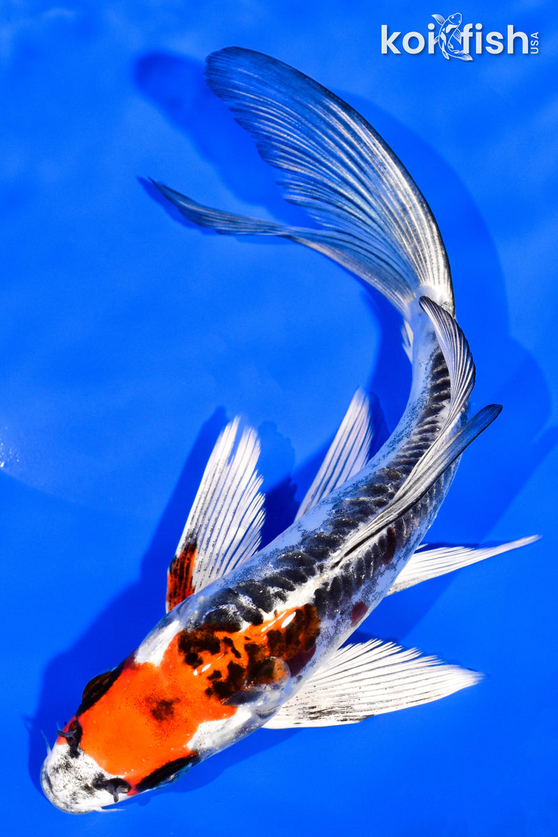 6.75" BENI KIKOKURYU BUTTERFLY