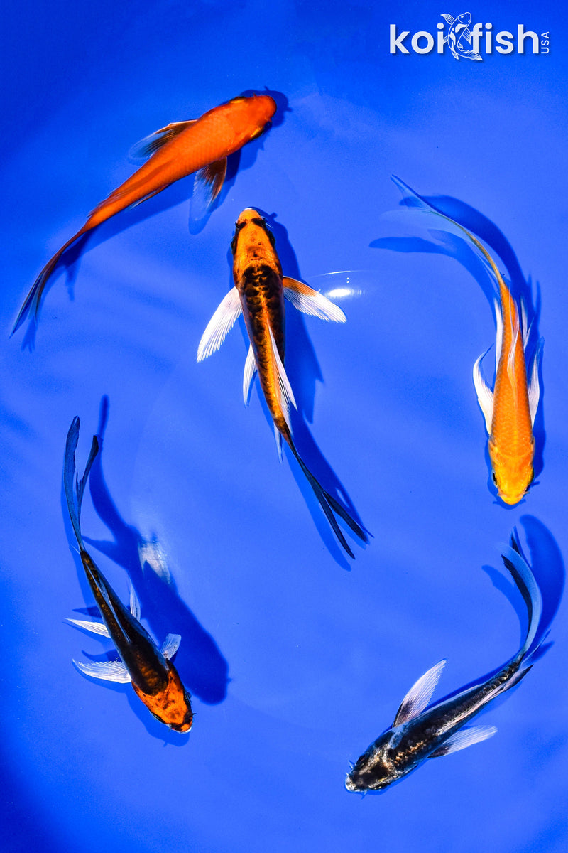 PACK OF (5) 4-5" BUTTERFLY KOI