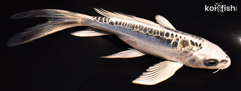 7" GINRIN ARAGOKE KIKOKURYU BUTTERFLY