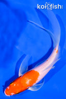 5.5" HARIWAKE BUTTERFLY