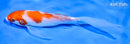 6" KOHAKU BUTTERFLY