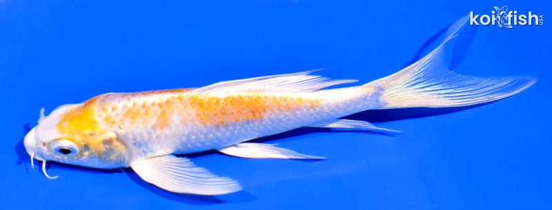 5.75" HARIWAKE BUTTERFLY
