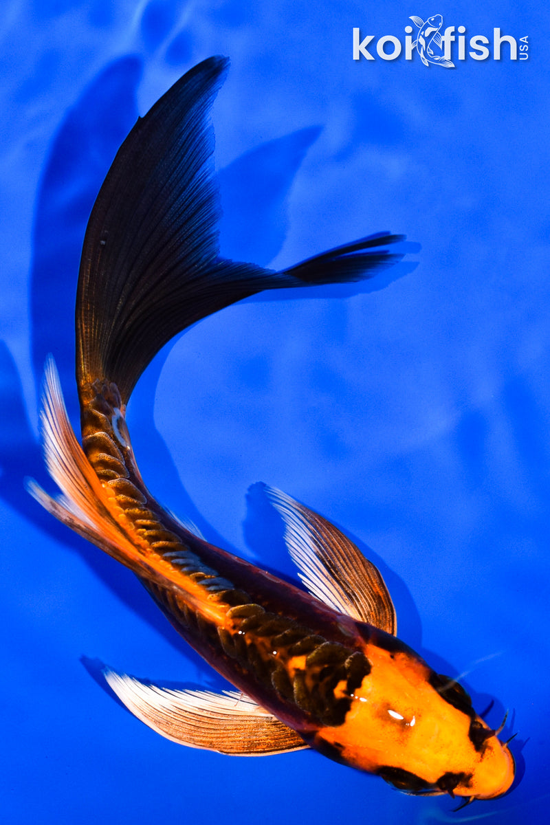 6" BENI KIKOKURYU BUTTERFLY