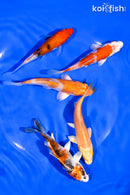PACK OF (5) 3-4.5" STANDARD KOI