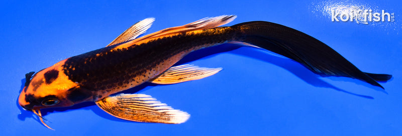 5.25" ORENJI MATSUBA BUTTERFLY