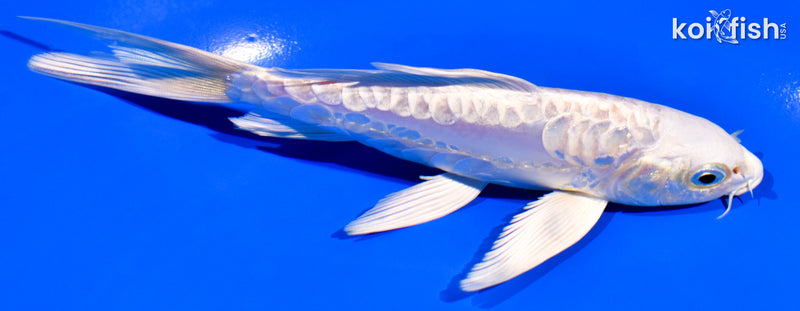 5.75" ARAGOKE PLATINUM OGON BUTTERFLY