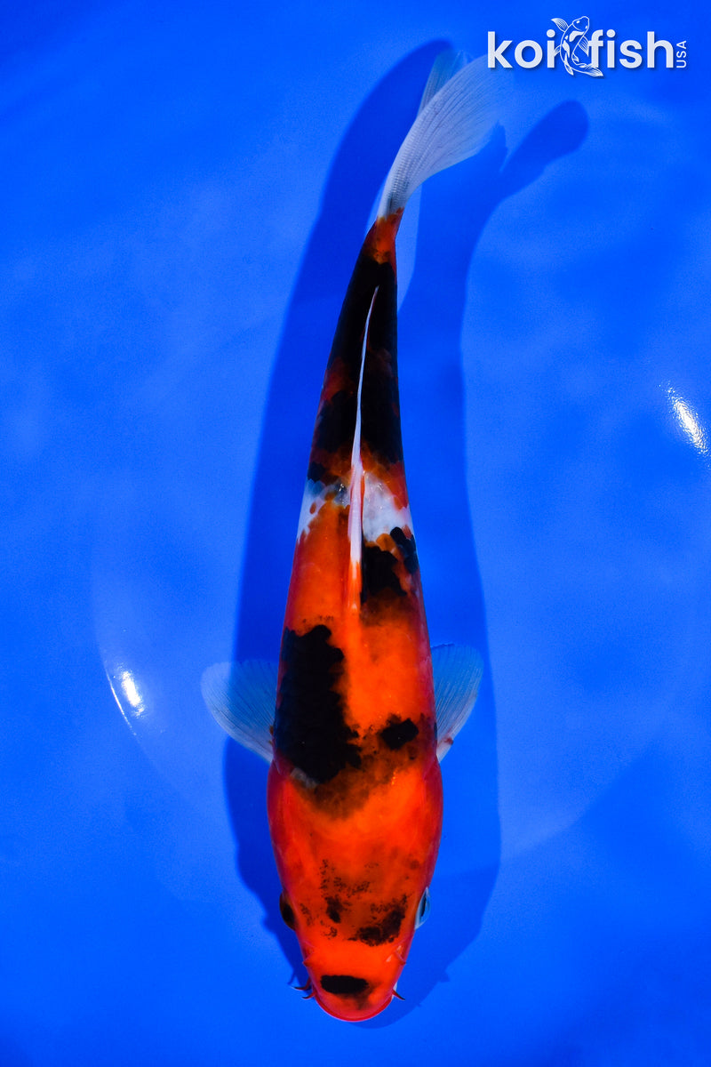 9.25" HI SHOWA