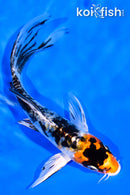 5.25" HEISEI NISHIKI BUTTERFLY