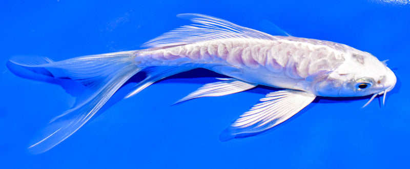 6" ARAGOKE PLATINUM OGON BUTTERFLY