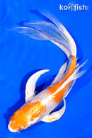 8.5" HARIWAKE BUTTERFLY