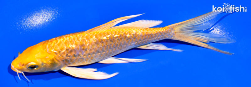 6" GINRIN YAMABUKI OGON BUTTERFLY