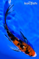 5.75" SANKE BUTTERFLY