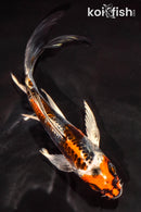 6" BENI KIKOKURYU BUTTERFLY