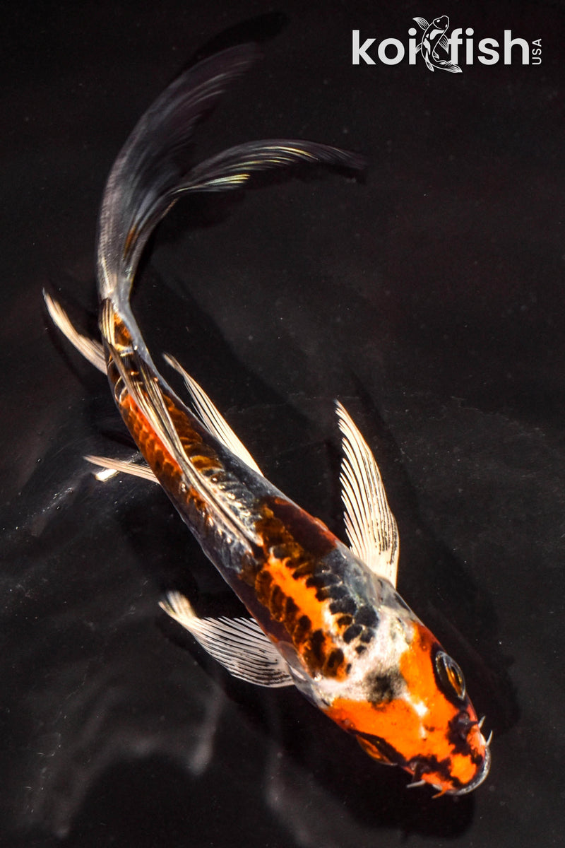 6" BENI KIKOKURYU BUTTERFLY