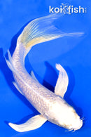 6" GINRIN PLATINUM OGON BUTTERFLY