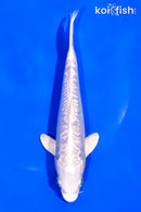 6.5" GINRIN ARAGOKE PLATINUM OGON
