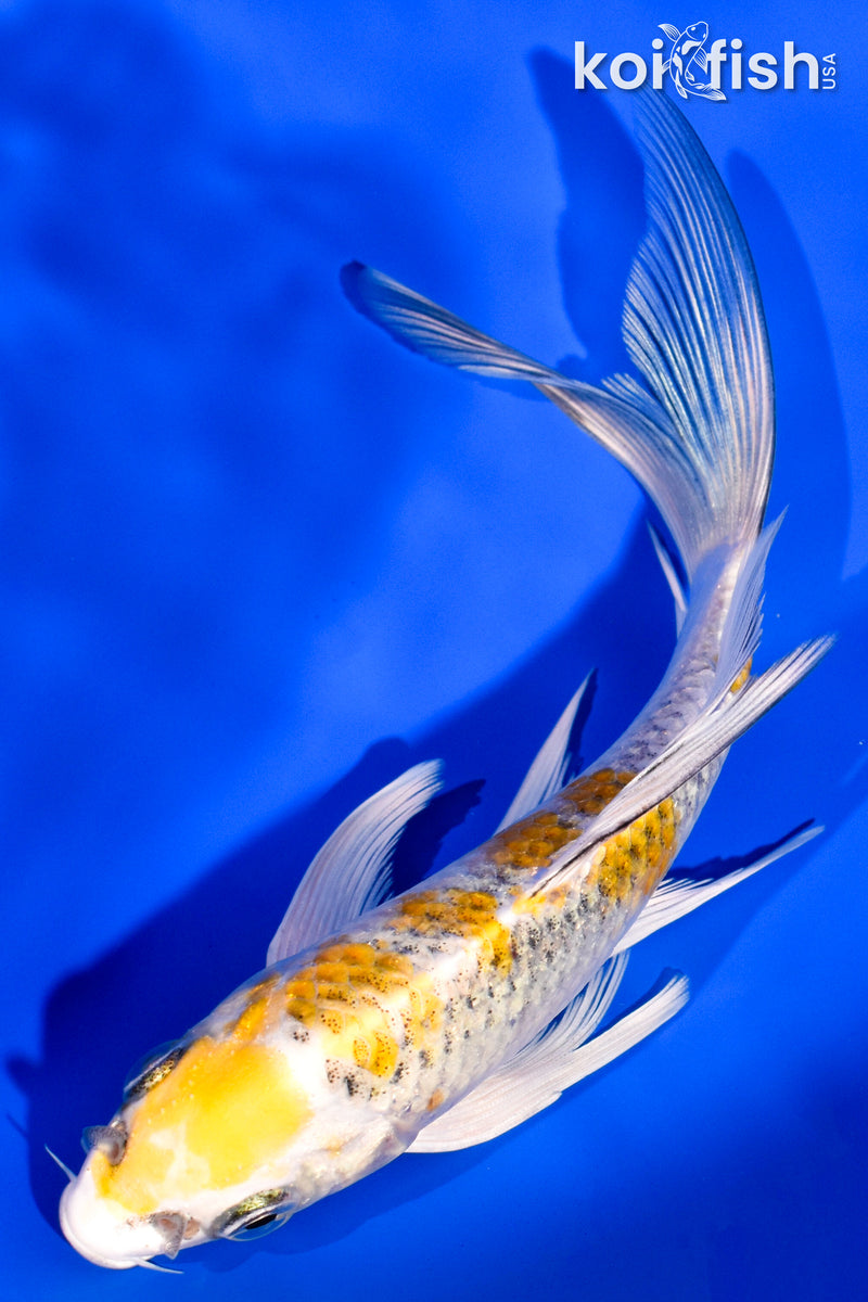 5.75" KUJAKU BUTTERFLY