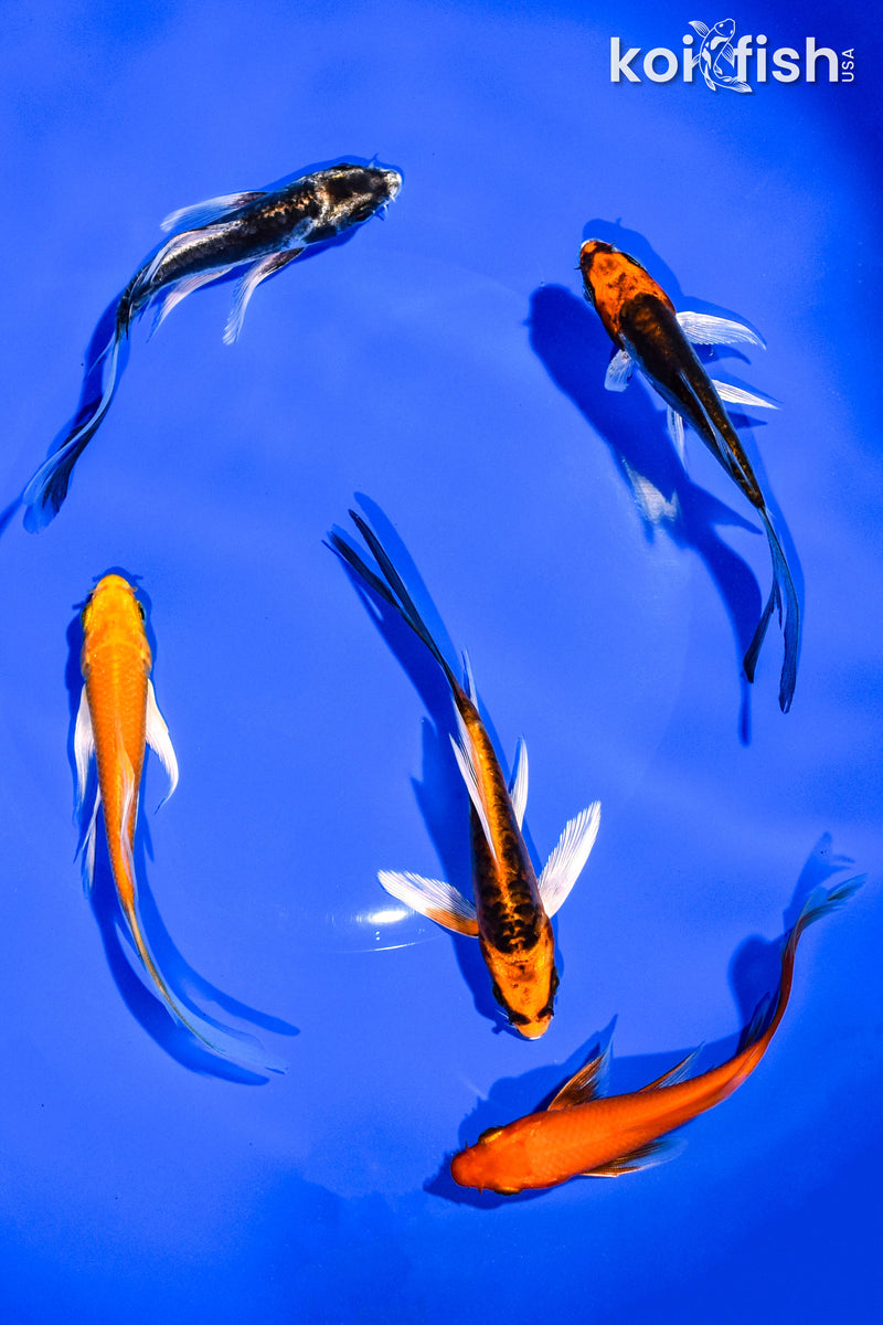 PACK OF (5) 4-5" BUTTERFLY KOI