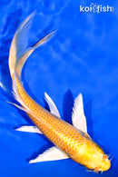 7.25" YAMABUKI OGON BUTTERFLY