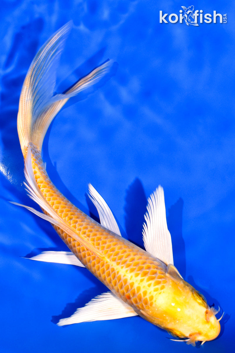 7.25" YAMABUKI OGON BUTTERFLY