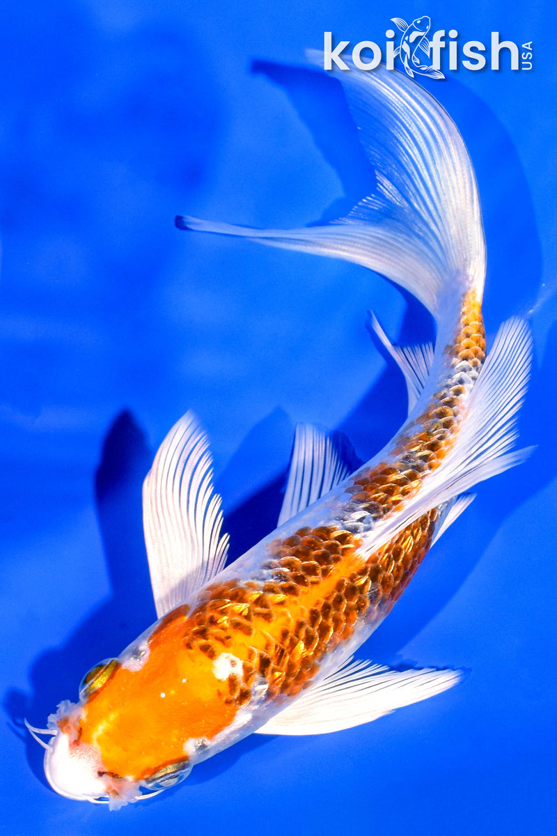 6.75" GINRIN KUJAKU BUTTERFLY