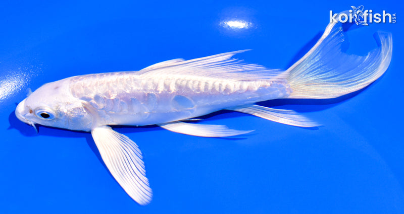 6.5" GINRIN ARAGOKE PLATINUM OGON BUTTERFLY