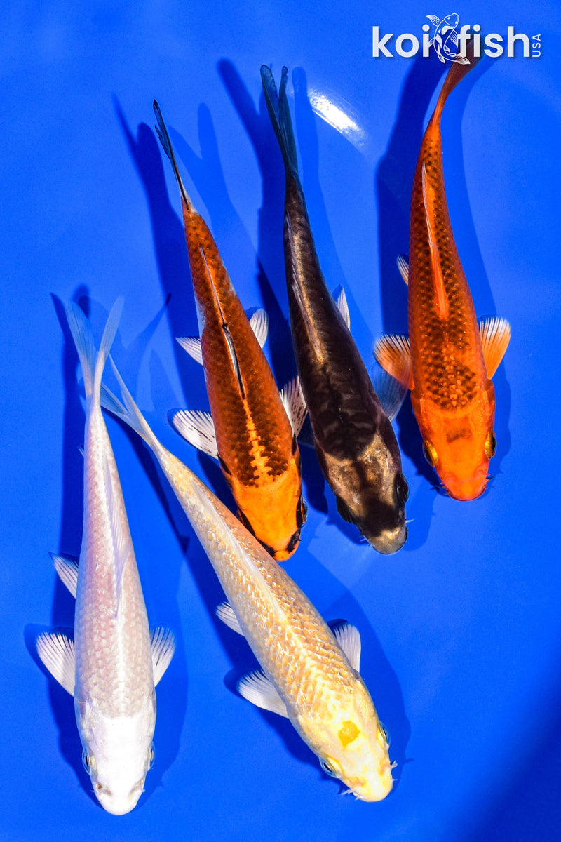 PACK OF (5) 4-5" STANDARD KOI