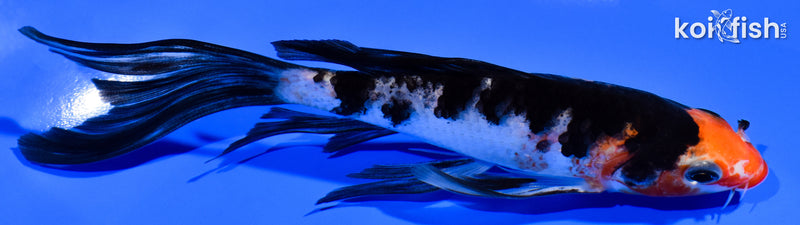 5.75" SANKE BUTTERFLY