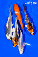 PACK OF (5) 3"- 4" STANDARD KOI